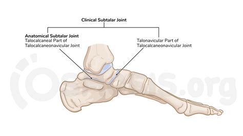 Joints Of The Ankle And Foot Osmosis