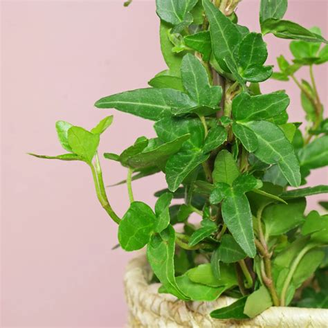Ivy (Hedera helix) as an indoor plant or balcony plant