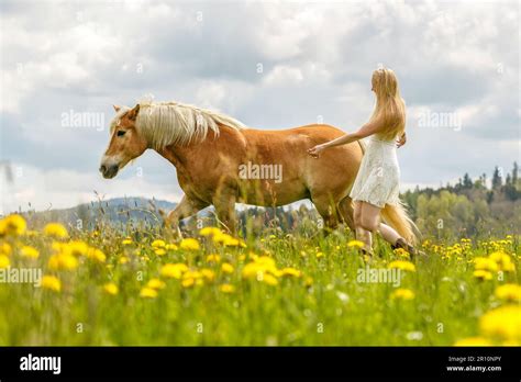 Eine Junge Blonde Frau Und Ihr Haflinger Pferd Genie En Ihre Zeit Im Fr Hling Drau En