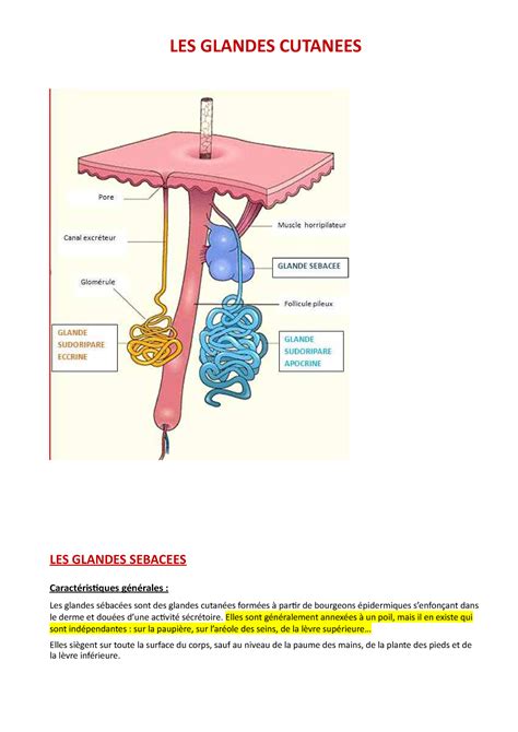 Glandes Cutanees Les Glandes Cutanees Les Glandes Sebacees