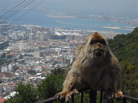 Gibraltar Places To Go Wander Brown Bear