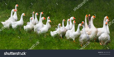 38,923 Farm geese Images, Stock Photos & Vectors | Shutterstock