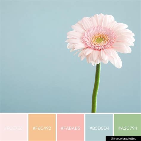 Flower Minimalism Pastels Color Palette Inspiration Digital