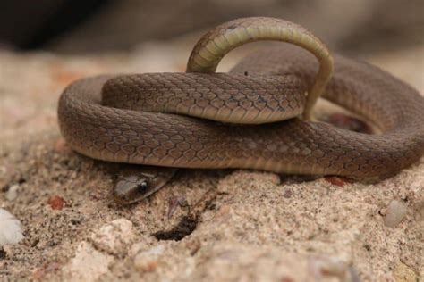 Virginia Snakes Identification Guide Background Info And Pics