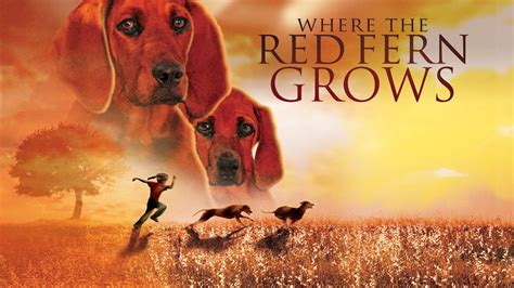 Where The Red Fern Grows Own It On Dvd And Digital Download Youtube