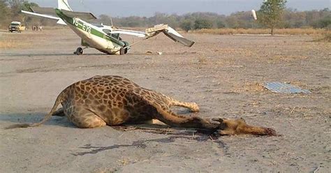 Cessna Vs Giraffe Album On Imgur