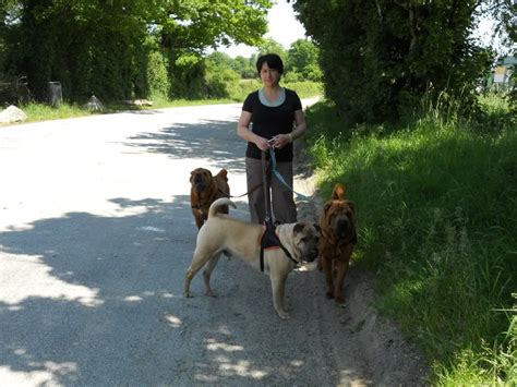 6 conseils pour le nouveau moniteur d'éducation canine MEC1