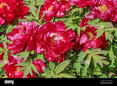 Garden red peonies hi-res stock photography and images - Alamy