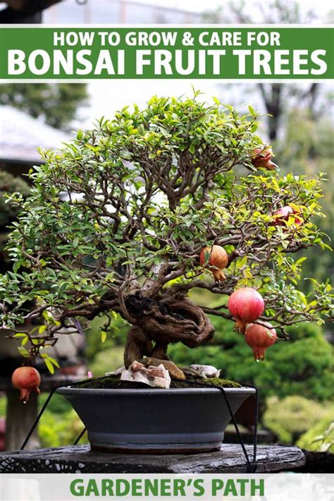 How To Grow Bonsai Fruit Trees Gardener’s Path