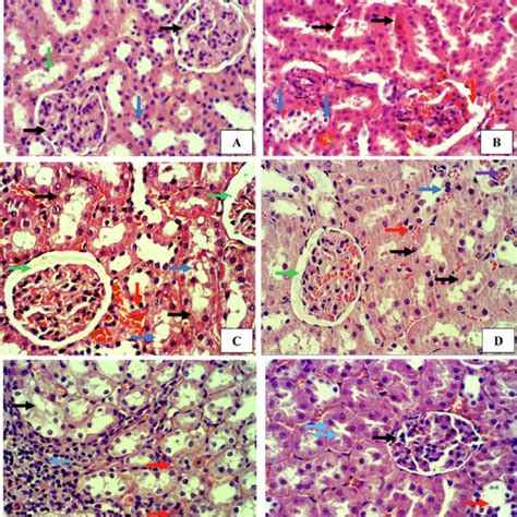 H E 400X A Normal Group Showed Normal Histological Architectures Of