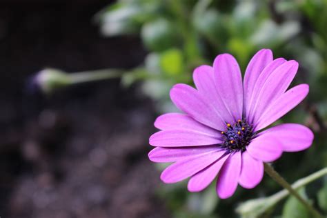 Images Gratuites La Nature La Photographie P Tale Marguerite