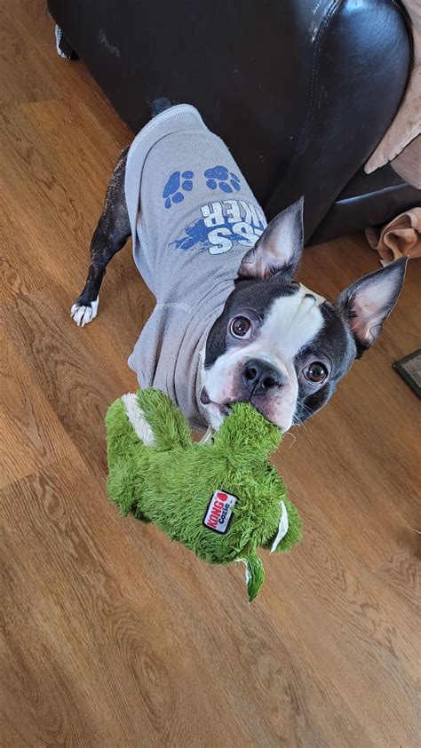 Tank Ass Cutie R BostonTerrier