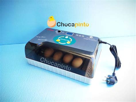 Chocadeira Ovos Galinha ANIMAIS Novembro Clasf