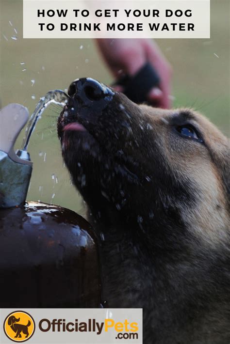 How To Get Your Dog To Drink More Water Keeping Your Pooch Hydrated