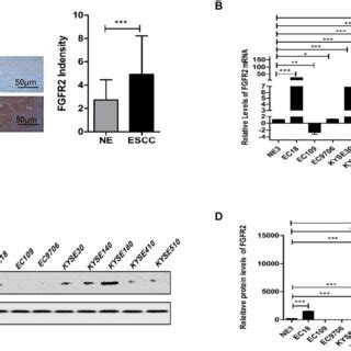 Expression Of FGFR2 In Normal And ESCC Tissues And Cells A