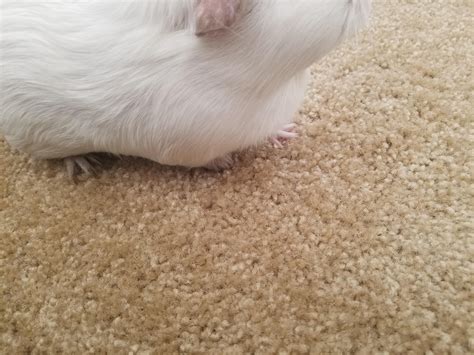 tips for guinea pig limping at home