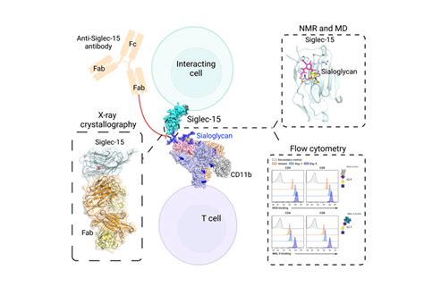 Researchers From Cic Biogune Reveal Structural Insights Into The Immune