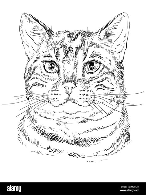 Tabby Cat Outline Drawing