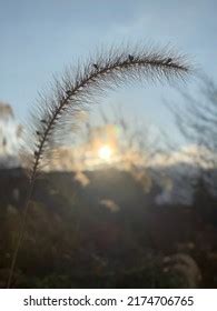 9 035 Yellow Thatching Grass Images Stock Photos Vectors Shutterstock