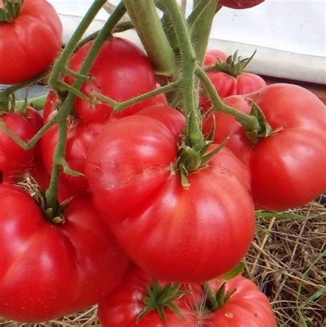 Томат Гном: описание и характеристика сортов с фото