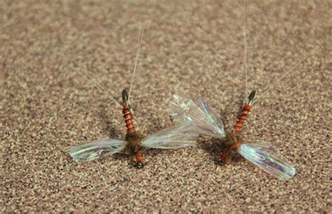 Rusty Spinner Fly Pattern The Missoulian Angler Fly Shop