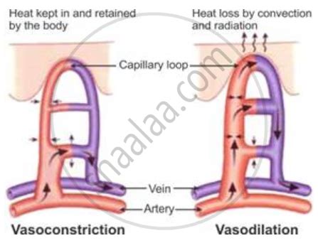 Explain the Terms "Vasodilation" and "Vasoconstriction". How Do These ...