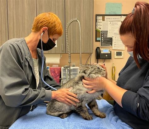 Best Veterinary Hospital In Forest Grove Or Companion Pet Care
