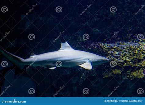 Big sharks in a fish tank stock image. Image of wildlife - 263098807