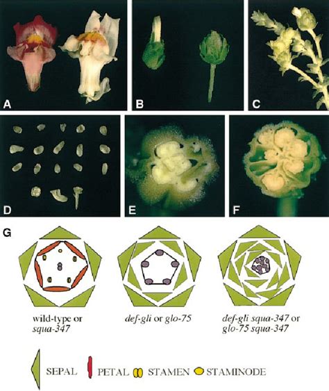 Phenotypes Of Wild Type Single And Double Mutants A Wild Type