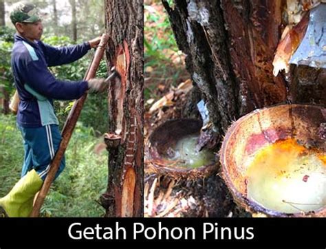 Getah Pohon Pinus Sejarah Dan Manfaatnya