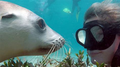 Swim with the Sea Lions, Calypso Tours | Calypso Shark Cage Diving