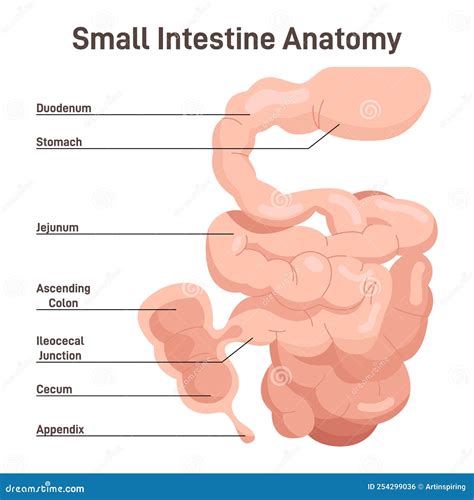 Anatomia Dell Intestino Tenue Organo Che Digerisce Il Cibo Dallo