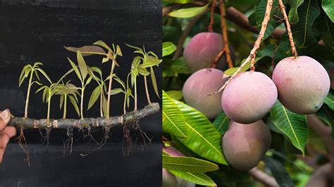 How To Grow Mango Tree From Cutting 100 Success YouTube