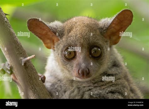 Bush Baby Galago Fotografías E Imágenes De Alta Resolución Alamy