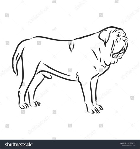 English Mastiff Dog Sketch Contour Vector Stock Vector Royalty Free