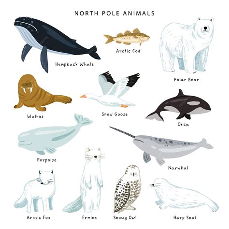 Premium Vector | Vector north pole animal collections North pole