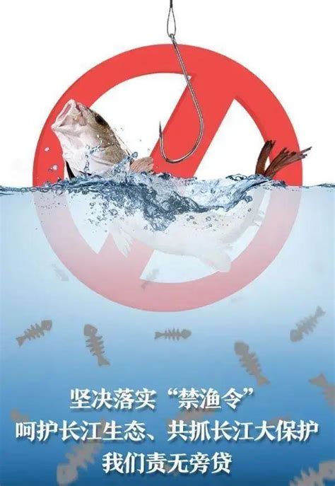 江豚、䲘魚種群增加，長江10年禁捕初見成效，到時魚會泛濫嗎？ 每日頭條