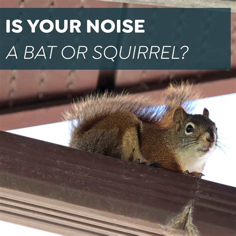 Are bat noises a nuisance? What can help. - Bat Control Specialists of