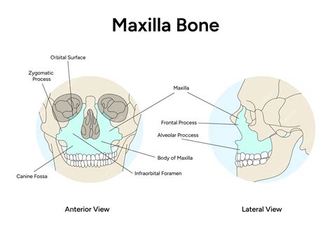premium vector anatomy  skull maxilla bone infographic  vector