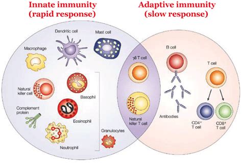 Difference Between Innate And Adaptive Immunity Javatpoint