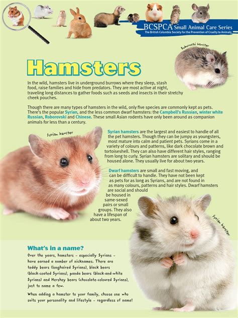 Hamster Care Guide Pdf Foods Nature