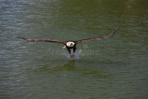 Bald Eagle, Haliaeetus Leucocephalus, Immature in Flight, Fishing Stock