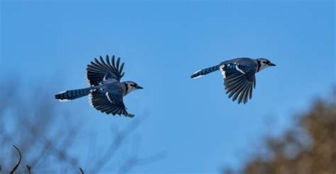 Blue Jay Symbolism: 16 Spiritual Meanings