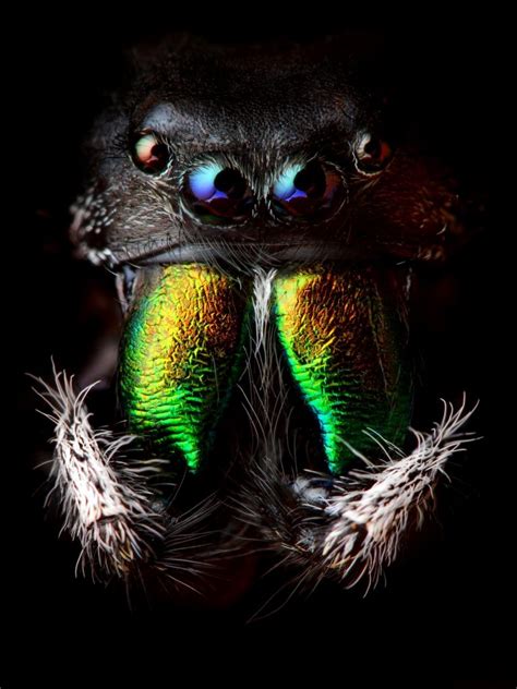 Most Colorful Spiders In The World