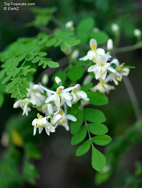 moringa oleifera flower