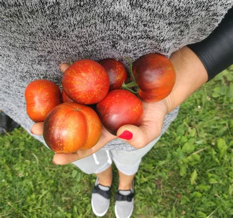 Томат Темная галактика: ОТЗЫВЫ (7), фото, урожайность | tomatland.ru