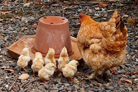 Budidaya Ayam Kampung Di Pekarangan Rumah Sinau Ternak