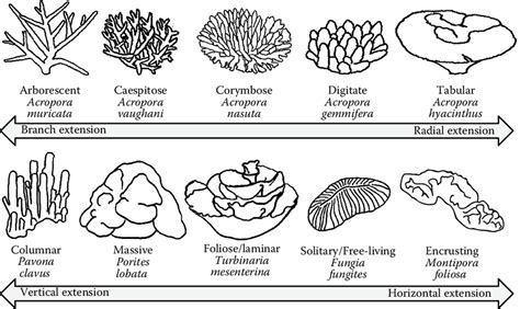 Types Of Branching Coral