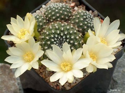 Какие виды кактусов бывают?