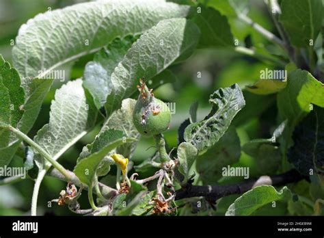 Apple Tree Bugs